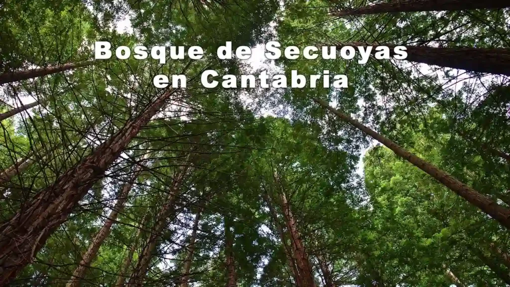 Bosque de Secuoyas en Cantabria